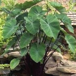 Colocasia Violacea