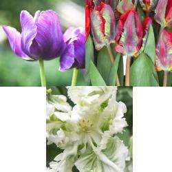 Parrot Tulip Collection