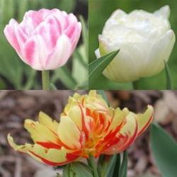 Peony-Flowering Tulip Collection