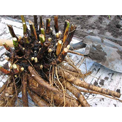 Peony Clumps Box Set