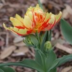 Peony-Flowering Tulips