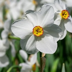 Actaea Daffodil