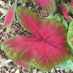 Postman Joyner Fancy Leaf Caladium