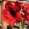 Amaryllis for the Garden Collection