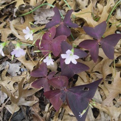 Oxalis (Fall)