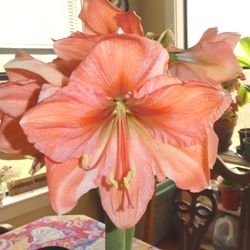 Rilona Amaryllis