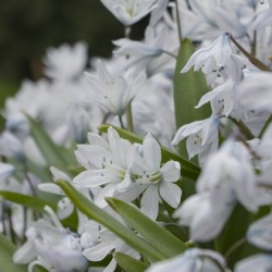 Scilla Siberica Alba