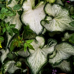 Aaron Fancy Leaf Caladium