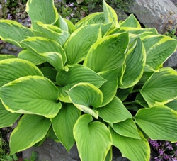 Albo Marginata Hosta