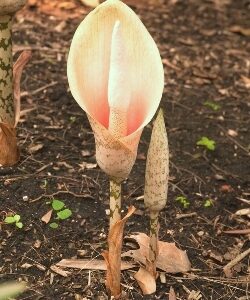 Amorphophallus Bulbifer Long Stem