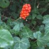 Arum Italicum