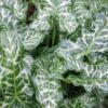 Arum Italicum