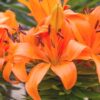 Asiatic Lilies