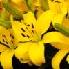 Asiatic Lilies