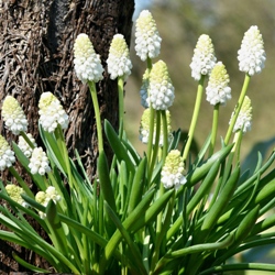 Muscari Aucheri White Magic