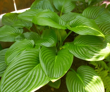 August Moon Hosta