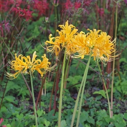 Aurea Lycoris