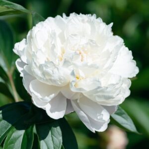 Shutterstock_Baroness_Schroeder Baroness Schroeder Peony