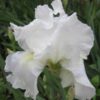 Bearded Iris
