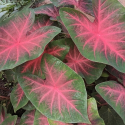 Blaze Fancy Leaf Caladium