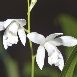 Bletilla Striata Alba