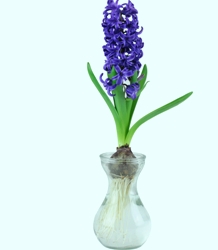 Forcing Vase Gift Kit (Coradi)