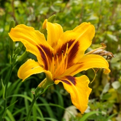 Bonanza Daylily