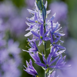 Quamash 'Esculenta' Camassia