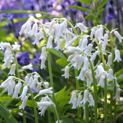 Hyacinthoides Alba (Spanish Bluebells)