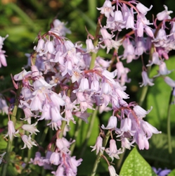 Hyacinthoides Rosea (Spanish Bluebells)