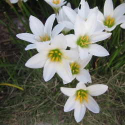 Zephyranthes Candida