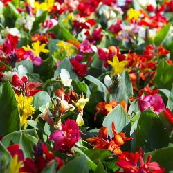 Giant Cannas by the Bushel