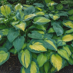 Captain Kirk Hosta