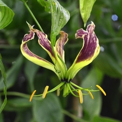 Gloriosa Carsonii