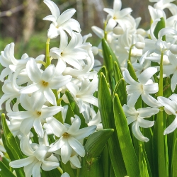 Chionodoxa