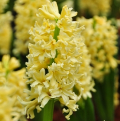 City of Haarlem Hyacinth