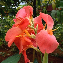 City of Portland Giant Canna