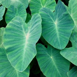 Colocasia Esculenta