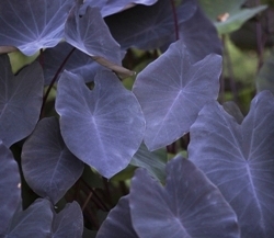 Colocasia Esculenta 'Black Magic'
