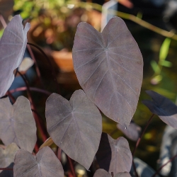 Colocasia Esculenta 'Diamond Head'