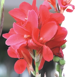 Crimson Beauty Giant Canna