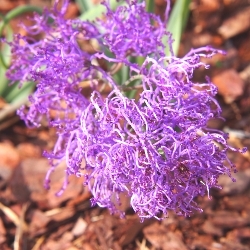 Muscari Cumosum Plumosum