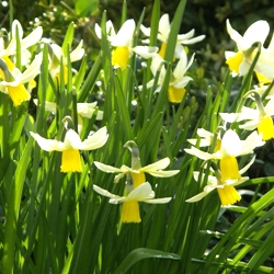 Shutterstock_Cyclamineus_Jenny Jenny Daffodil