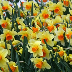 Jetfire Daffodil