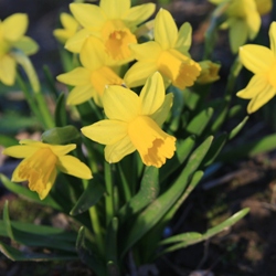 Tete a Tete Daffodil