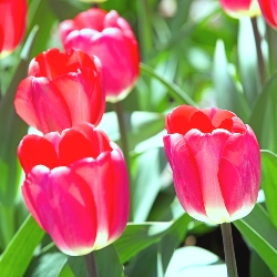 Big Chief Tulip
