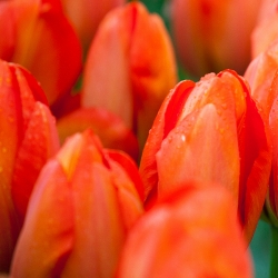 Shutterstock_Darwin_Orange_Sun Orange Sun Tulip