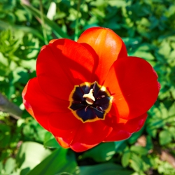 Parade Tulip