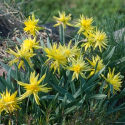 Rip Van Winkle Daffodil