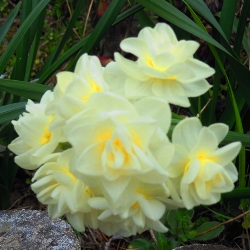 Yellow Cheerfulness Daffodil